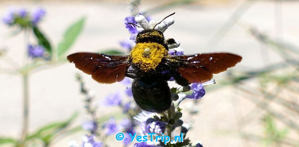 xxx Bees all over Cordoba : spring is in the air ! xxx